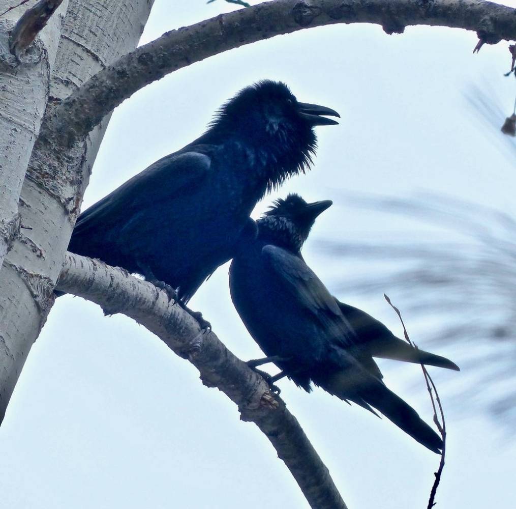 Common Ravens by corvidaceous is licensed under CC BY-NC-SA 2.0